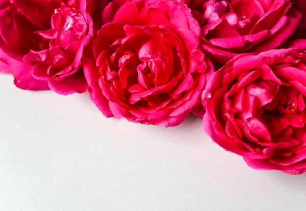 Nádherné růžové růže na bílém pozadí. Ideální pro přání — Stock fotografie