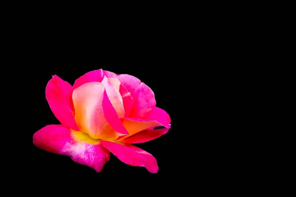 黒い背景に隔離された美しいピンクのバラ。グリーのための理想 — ストック写真