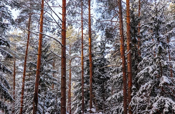 Foresta invernale innevata in una giornata di sole. Abete rosso e perno innevati — Foto Stock