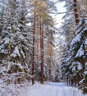 Güneşli bir günde karlı kış ormanı. Karla kaplı ladin ve pim