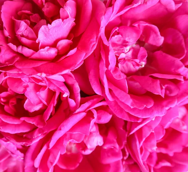 Fondo de hermosas rosas rosadas. Ideal para tarjetas de felicitación para —  Fotos de Stock