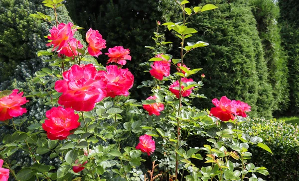 Lindas rosas vermelhas no jardim em dia ensolarado. Meio do verão — Fotografia de Stock