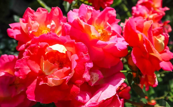 Красиві червоні троянди в саду в сонячний день. літній — стокове фото