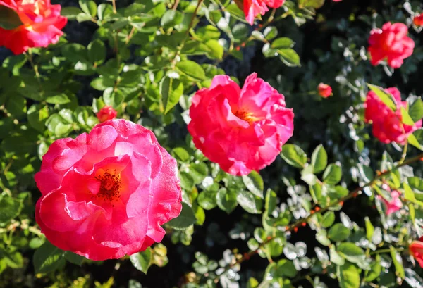 Прекрасна червона троянда з краплями роси в саду в сонячний день. Пі — стокове фото