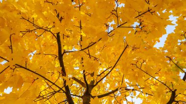 Parlak renkli sonbahar yaprakları güneşli bir günde akçaağaçta
