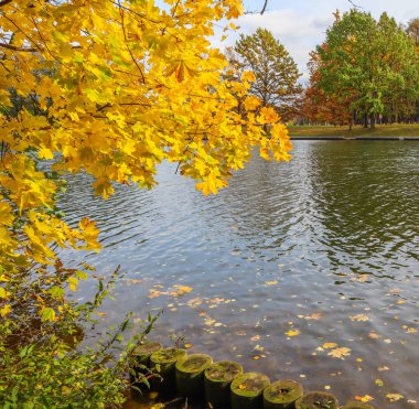 Güneşli bir sonbaharda, akçaağaçta, açık sarı yapraklar.