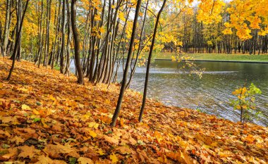 Sonbahar güneşli havalarda, göl kenarındaki parkta düşen sarı yapraklar.