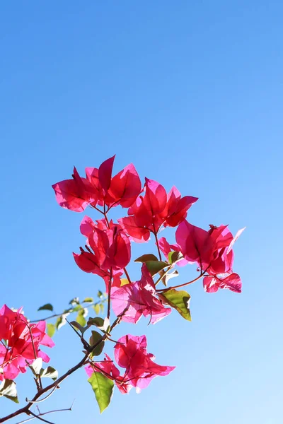 Fleurs violettes colorées de begonville contre un ciel bleu — Photo