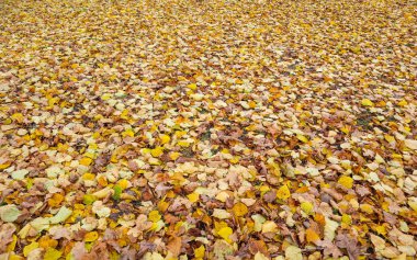 Sonbaharda parkta düşen sarı yapraklar. Doğa arkaplanı