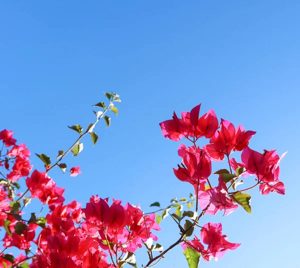 Fleurs violettes colorées de begonville contre un ciel bleu — Photo