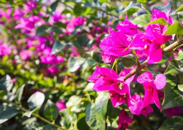 Fleurs colorées Begonville dans une journée ensoleillée — Photo