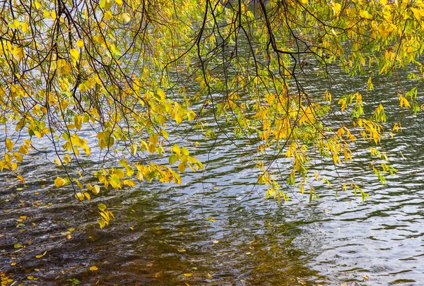 Suyun üzerindeki dallarda parlak sarı yapraklar. — Stok fotoğraf