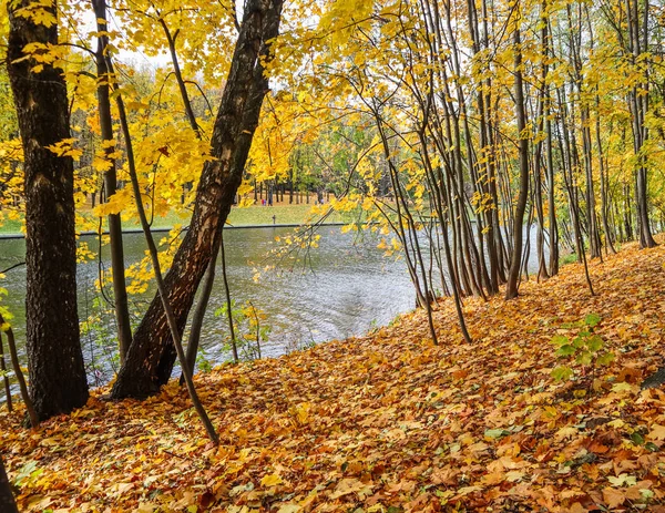 Sonbahar güneşli havalarda, göl kenarındaki parkta düşen sarı yapraklar. — Stok fotoğraf