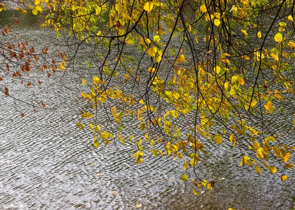 Leuchtend gelbe Blätter an den Zweigen über dem Wasser an einem sonnigen — Stockfoto