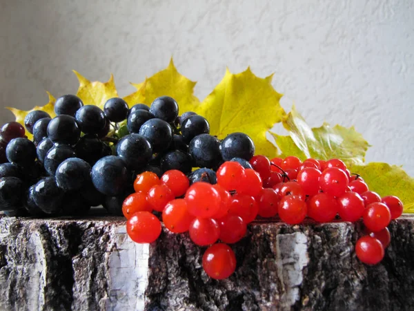 Herfst kleurrijk stilleven. Zwarte druiven, rode bessen van viburnu — Stockfoto