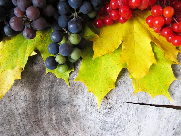 Yellow fallen maple leaves, bunches of black grapes and red berr — Stock Photo, Image