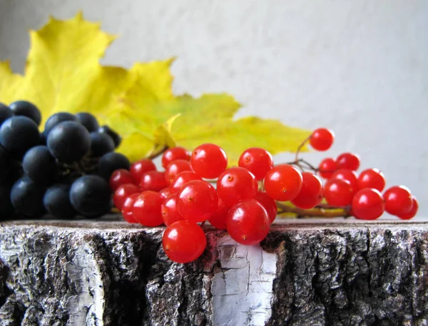 Herbstfarbenes Stillleben. schwarze Trauben, rote Beeren von Viburnu — Stockfoto