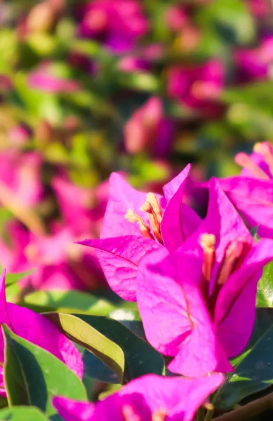 Fleurs colorées Begonville dans une journée ensoleillée — Photo