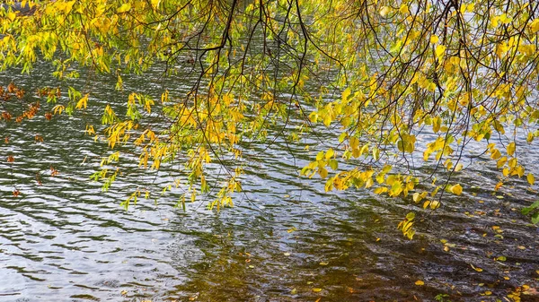 Jasnożółte liście na gałęziach nad wodą w słoneczny dzień — Zdjęcie stockowe