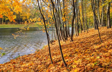 Sonbahar güneşli havalarda, göl kenarındaki parkta düşen sarı yapraklar.