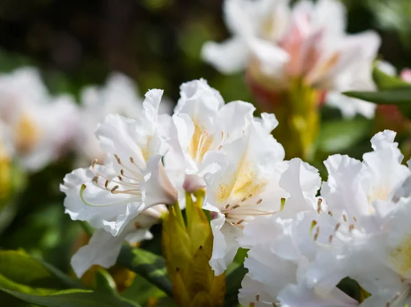 Kwitnący Piękny Biały Kwiat Rhododendron Cunningham White Wiosennym Ogrodzie Koncepcja — Zdjęcie stockowe