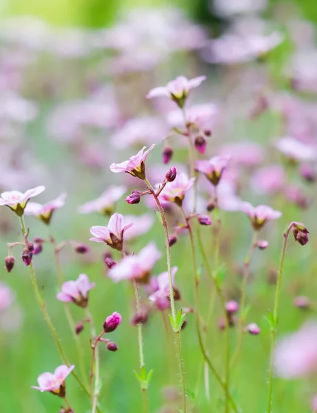 Delicate Witte Roze Bloemen Van Saxifrage Mos Lentetuin Bloemen Achtergrond — Stockfoto