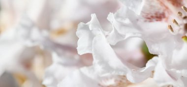 Botanik konsepti - Yumuşak odak, soyut çiçek arkaplanı, beyaz Rhododendron çiçek yaprakları. Tatil markası tasarımı için Macro çiçek arkaplanı