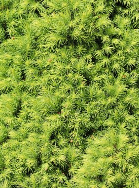 Kanada ladini Picea glauca Conica. Beyaz ladin. Baharda dekoratif kozalaklı ebediyet ağacı