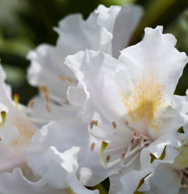 Bahar bahçesinde Rhododendron Cunningham 's White' ın güzel beyaz çiçeği. Bahçe işleri konsepti. Çiçek arka planı