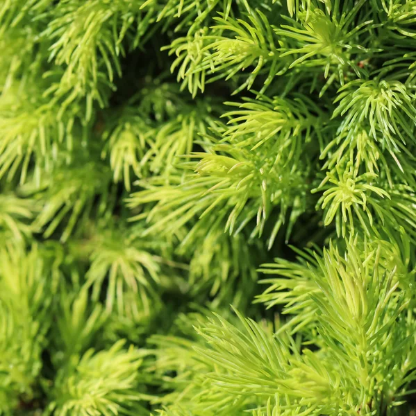Canadian Spruce Picea Glauca Conica 가문비나무 이무성 상록수 — 스톡 사진