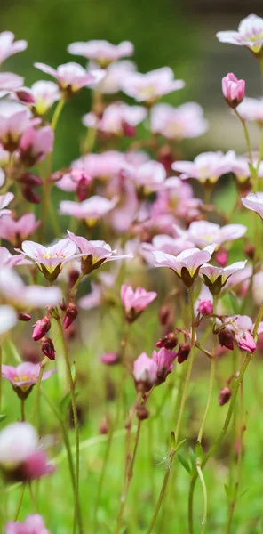 Delicate Witte Roze Bloemen Van Saxifrage Mos Lentetuin Bloemen Achtergrond — Stockfoto