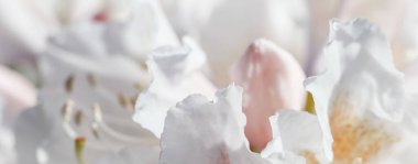 Botanik konsepti - Yumuşak odak, soyut çiçek arkaplanı, beyaz Rhododendron çiçek yaprakları. Tatil markası tasarımı için Macro çiçek arkaplanı