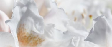 Botanik konsepti - Yumuşak odak, soyut çiçek arkaplanı, beyaz Rhododendron çiçek yaprakları. Tatil markası tasarımı için Macro çiçek arkaplanı