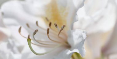 Botanik konsepti - Yumuşak odak, soyut çiçek arkaplanı, beyaz Rhododendron çiçek yaprakları. Tatil markası tasarımı için Macro çiçek arkaplanı