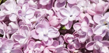 Bahar bahçesinde açan mor terili leylak dalı