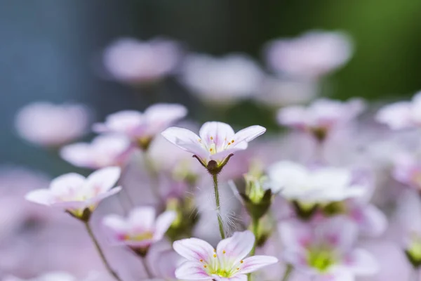 Delicate Witte Roze Bloemen Van Saxifrage Mos Lentetuin Bloemen Achtergrond — Stockfoto