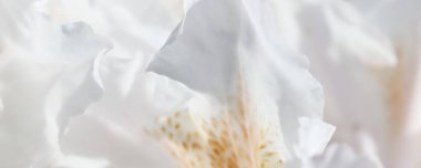 Botanik konsepti - Yumuşak odak, soyut çiçek arkaplanı, beyaz Rhododendron çiçek yaprakları. Tatil markası tasarımı için Macro çiçek arkaplanı