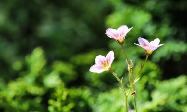 Bahar bahçesinde Saxifrage yosununun narin pembe çiçekleri. Çiçek arka planı