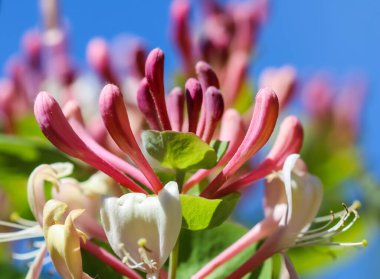 Bahçede pembe hanımeli tomurcukları ve çiçekler. Lonicera Etrusca Santi Caprifolium, çiçek açmış odunlar. Bahçe işleri konsepti. Çiçek arka planı