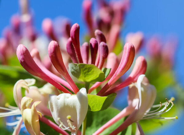 Pink Honeysuckle buds and flowers in the garden. Lonicera Etrusca Santi caprifolium,  woodbine in bloom. Gardening concept. Floral background