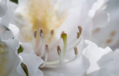 Botanik konsepti - Yumuşak odak, soyut çiçek arkaplanı, beyaz Rhododendron çiçek yaprakları. Tatil markası tasarımı için Macro çiçek arkaplanı