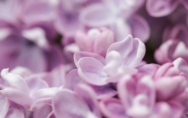 Bahar bahçesinde açan mor terili leylak dalı