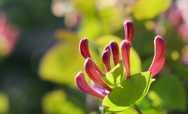 Roze Kamperfoelie Knoppen Bloemen Tuin Lonicera Etrusca Santi Caprifolium Hout — Stockfoto