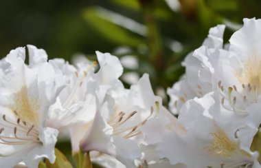 Bahar bahçesinde Rhododendron Cunningham 's White' ın güzel beyaz çiçeği. Bahçe işleri konsepti. Çiçek arka planı