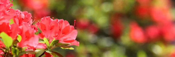 Ouverture Une Belle Fleur Azalée Rouge Dans Jardin Printemps Concept — Photo