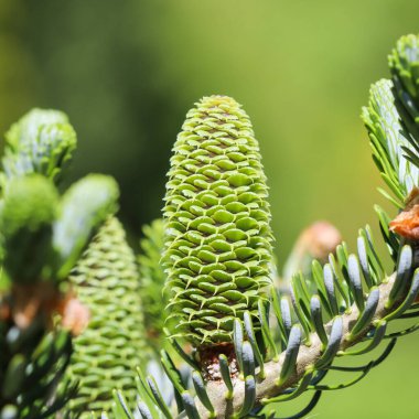 Bahar bahçesinde genç konisi olan bir Kore köknarı dalı.
