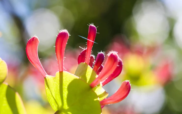 Des Bourgeons Roses Chèvrefeuille Des Fleurs Dans Jardin Lonicera Etrusca — Photo