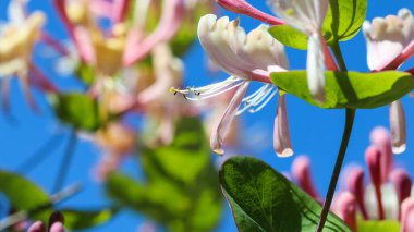 Bahçede pembe hanımeli tomurcukları ve çiçekler. Lonicera Etrusca Santi Caprifolium, çiçek açmış odunlar. Bahçe işleri konsepti. Çiçek arka planı
