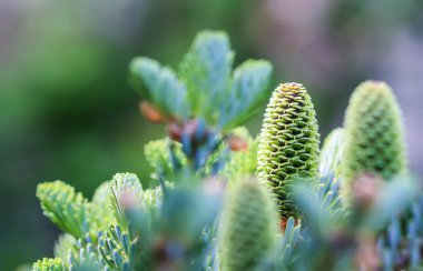 Bahar bahçesinde genç kozalaklı Kore köknarı dalı.