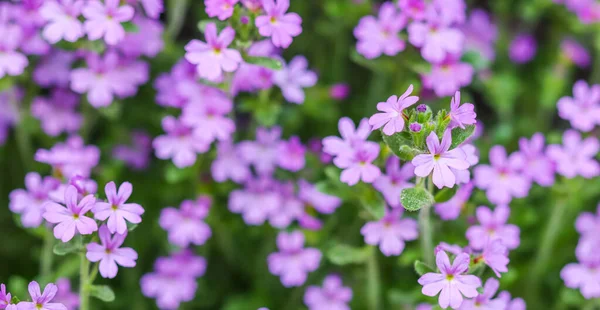 Small Purple Erinus Alpinus Flowers Stone Wall Floral Background — Stockfoto